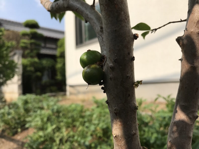 シャボチカバの青い実