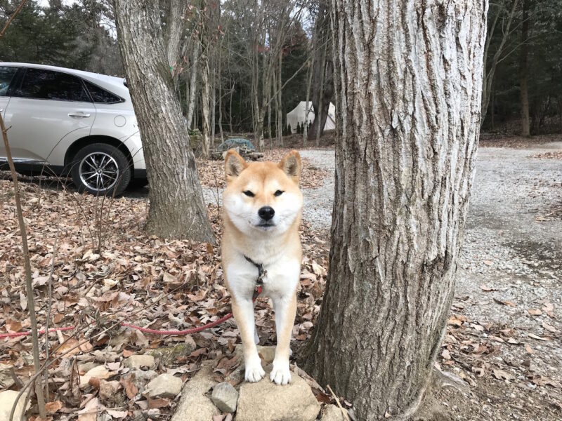 看板犬