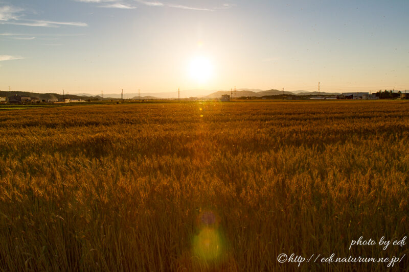 日野町の麦畑